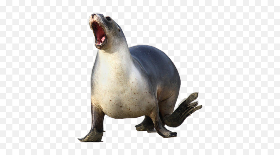 Sealion Sticker - California Sea Lion Emoji,Sea Lion Emoji