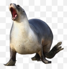 Sealion Sticker - California Sea Lion Emoji,Sea Lion Emoji
