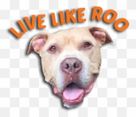 National Pet Cancer Awareness Month - Collar Emoji,Dogs Human Emotions
