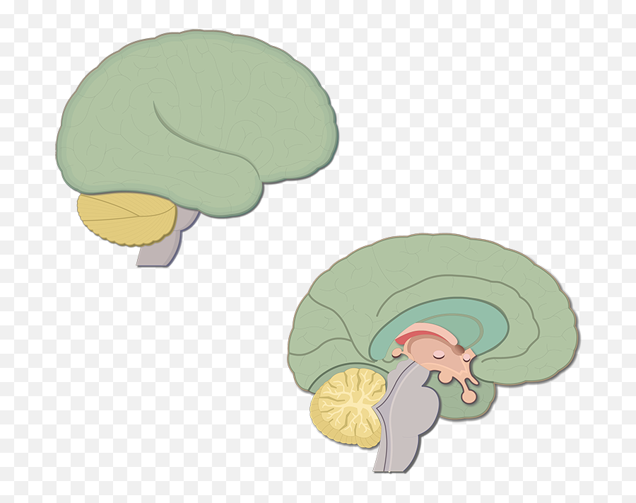 Emotions Clipart Brain Emotions Brain Transparent Free For - Labeled Diencephalon Of The Brain Emoji,Emotion Brain