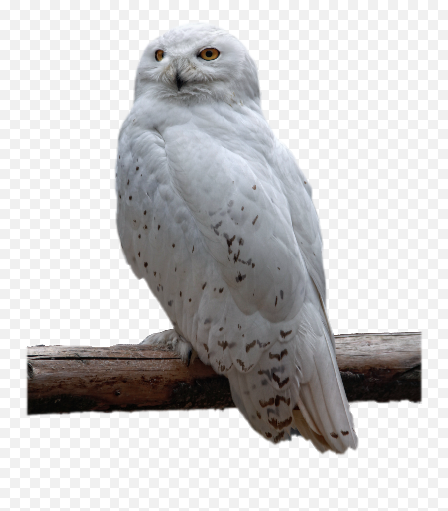 Isolated White Owl Free Image Download - Owl Png Emoji,Owl Emotion Vectors