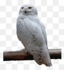 Isolated White Owl Free Image Download - Owl Png Emoji,Owl Emotion Vectors