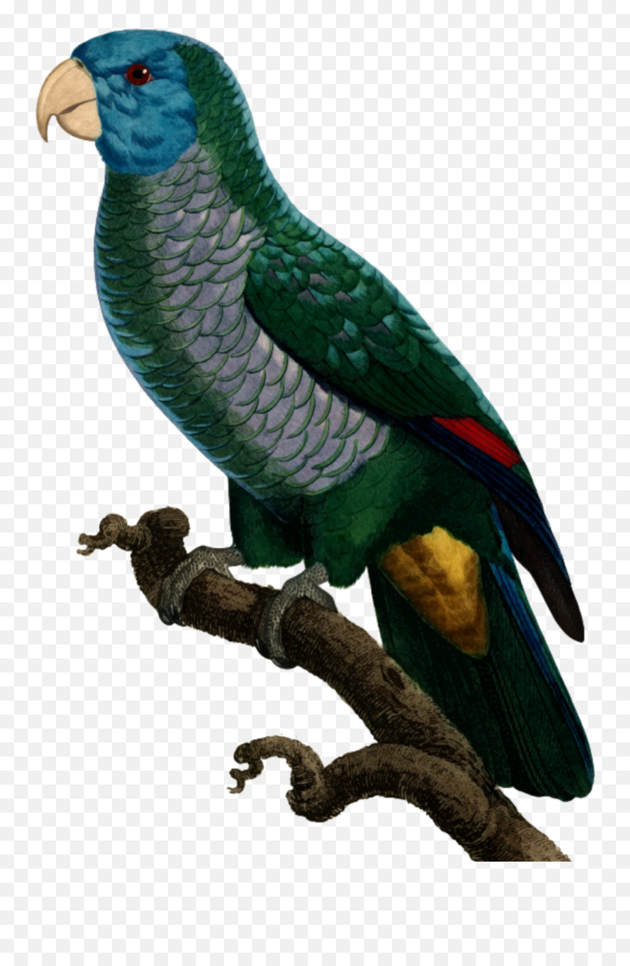 Mq Green Parrot Bird Birds Sticker By Marras - Parrots Emoji,Parrot Emoji