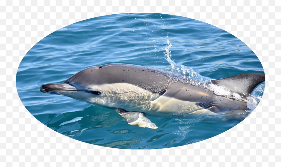 Sealife Dolphin Watching Lagos - Common Bottlenose Dolphin Emoji,Dolphin Emotions