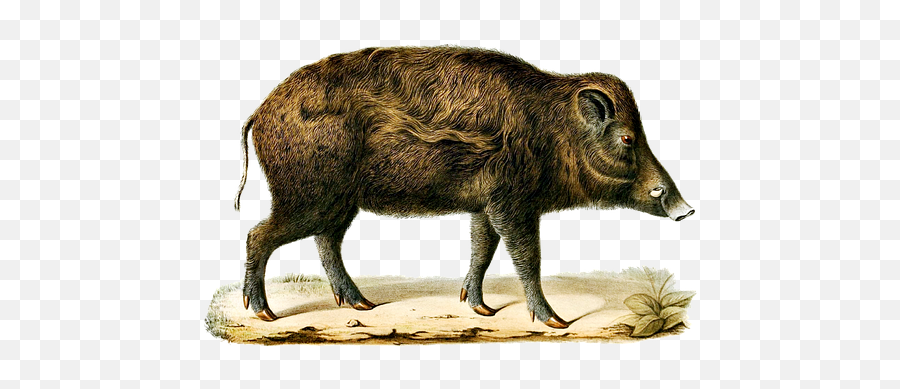 200 Free Swine U0026 Pig Images Emoji,Boar Emoji