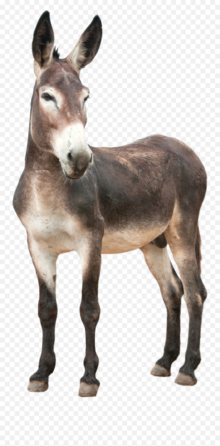 46 Donkey Png Images Are Free To Download - Donkey Png Emoji,Donkey Emoji Download