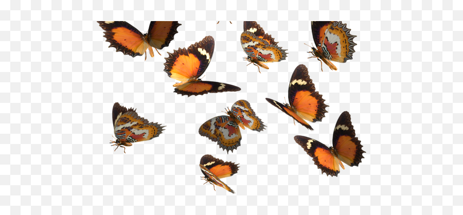 Halleloo - Milkweed Butterflies Emoji,Emotion Butterflies For Sale