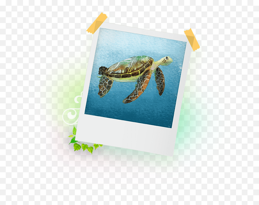 Characters Patricia Leitch U0026 Kindful Kids - Hawksbill Sea Turtle Emoji,Turtle Emotions