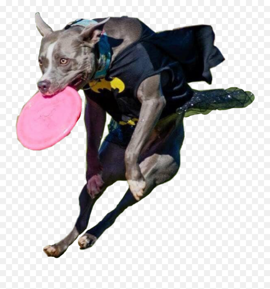 The Most Edited Batdog Picsart Emoji,Flying Disc Emoji