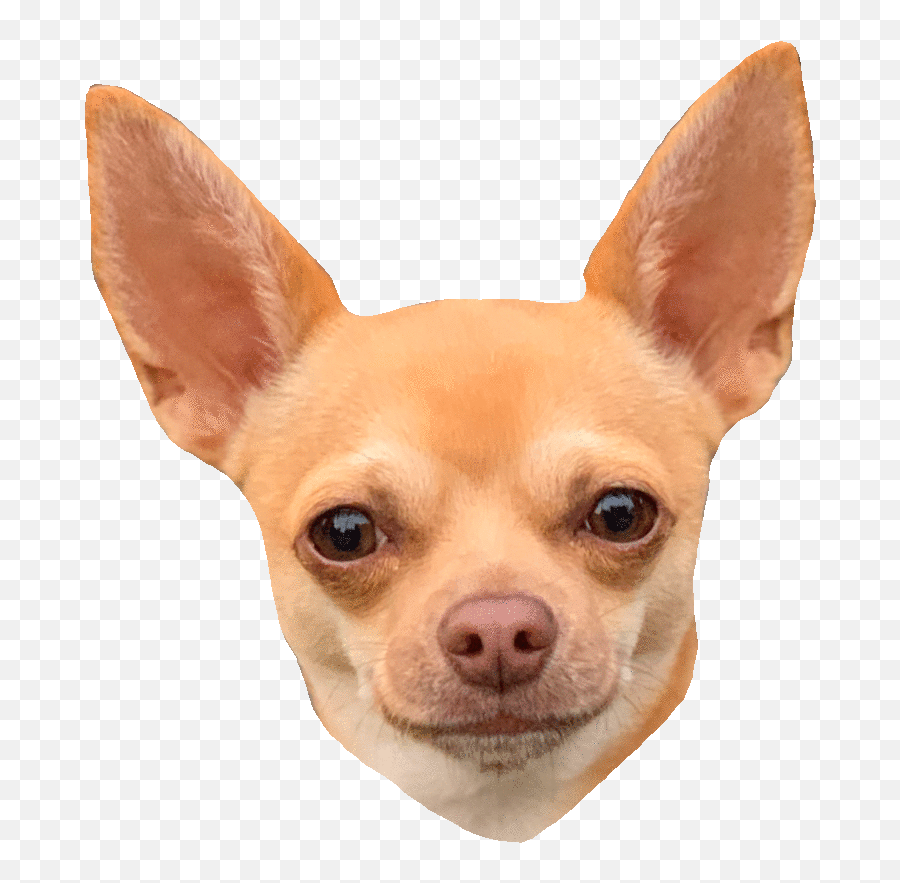 Fun Lol Sticker For Ios U0026 Android Giphy - Chihuahua Png Gif Emoji,Chihuahua Emoji