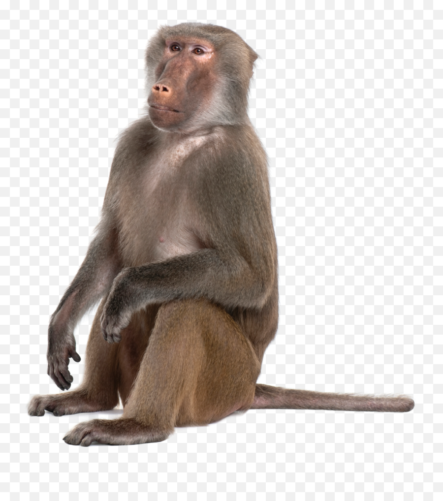Portable Network Graphics Monkey Baboons Mandrill Primate - Transparent Baboon Png Emoji,Tumblr Png Monkey Emojis