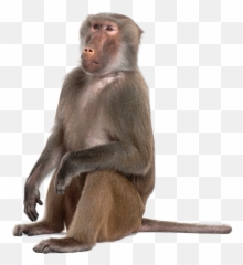 Portable Network Graphics Monkey Baboons Mandrill Primate - Transparent Baboon Png Emoji,Tumblr Png Monkey Emojis