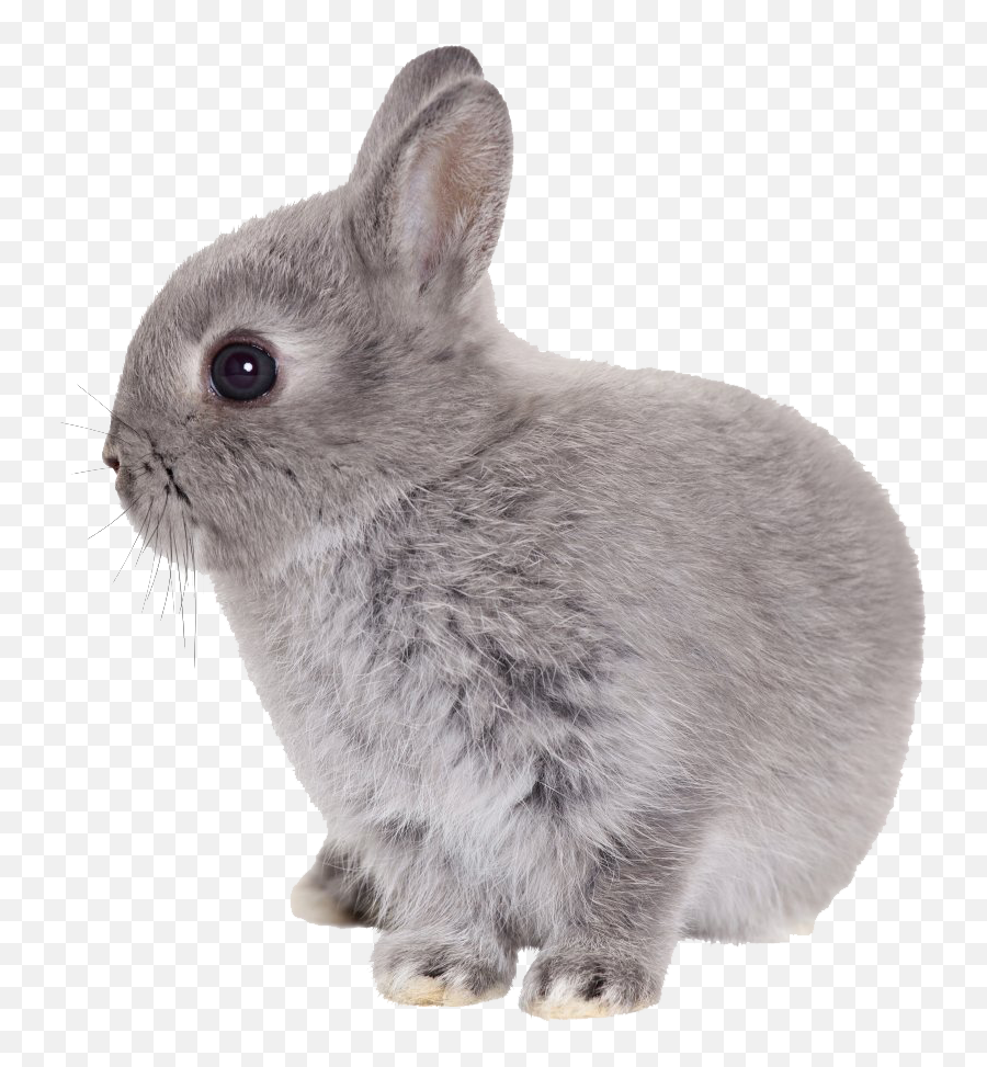 Rabbit - Bunny Transparent Png Emoji,Baby Bunny Emoticon Facebook