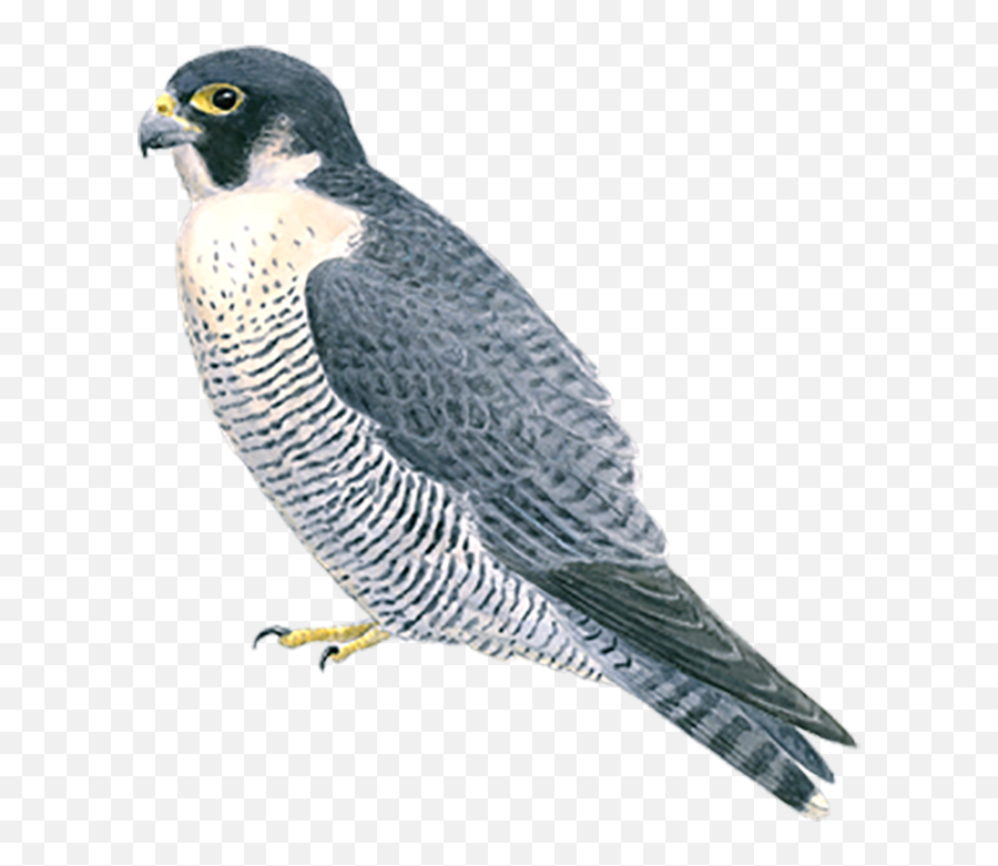 Png Images Falcon - Transparent Peregrine Falcon Png Emoji,Emotions Falcon