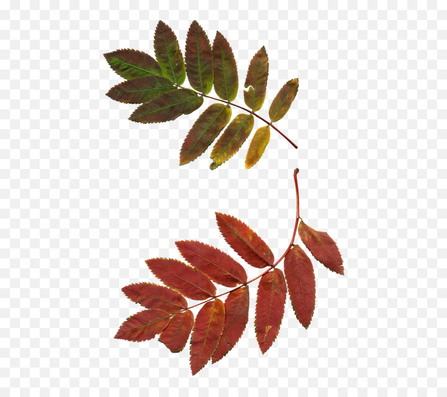 Free Photo Nature Leaves Clipart Rowan Plant Autumn Leaves Emoji,Plant, Emotions, Clipart