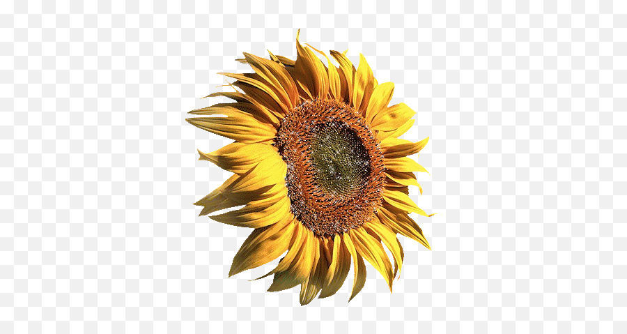 Sunflower Gifs - Can You Eat Sunflowers Emoji,Facebook Sunflower Emoticons