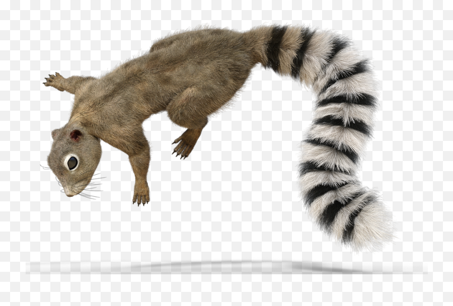 Forest Animal Squirrel Fur Tail Cute - Squirrel Raccoon Cartoon Emoji,Sweet Emotions Tail