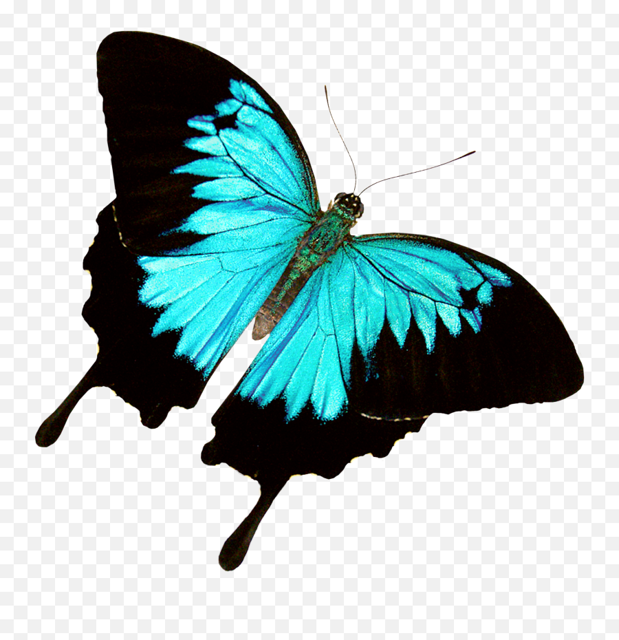 Springfield Valley Hypnosis Call Sandy At 413 - 5373710 Travis Scott Butterfly Png Emoji,Experiencing Positive Emotions Professional And Year?trackid=sp-006