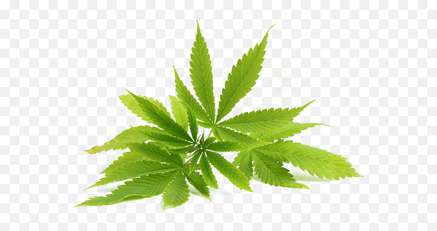 Maverick Author At Beverlyhillsweedscom - Page 3 Of 4 Marijuana Leaf Emoji,Emotion Renegade Kayak