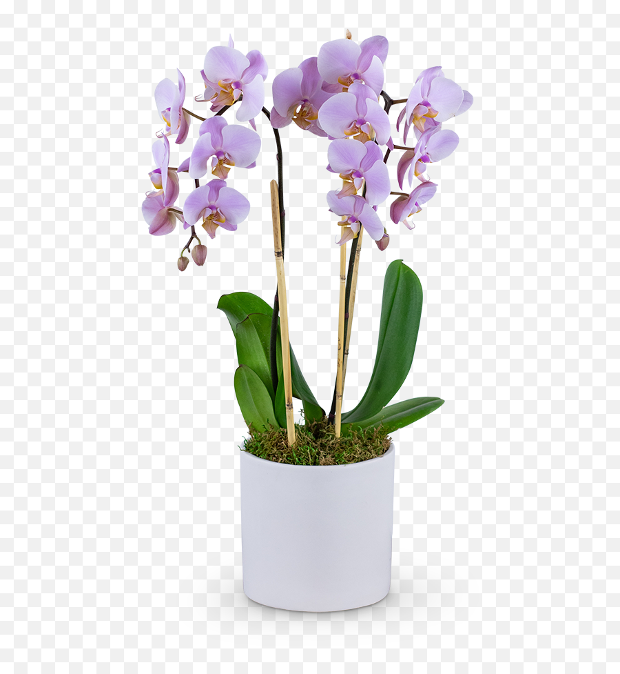 Phalaenopsis Orchid Lilybee Flowers - New Holstein Wi Emoji,Fanfiction Hilbert Emotion