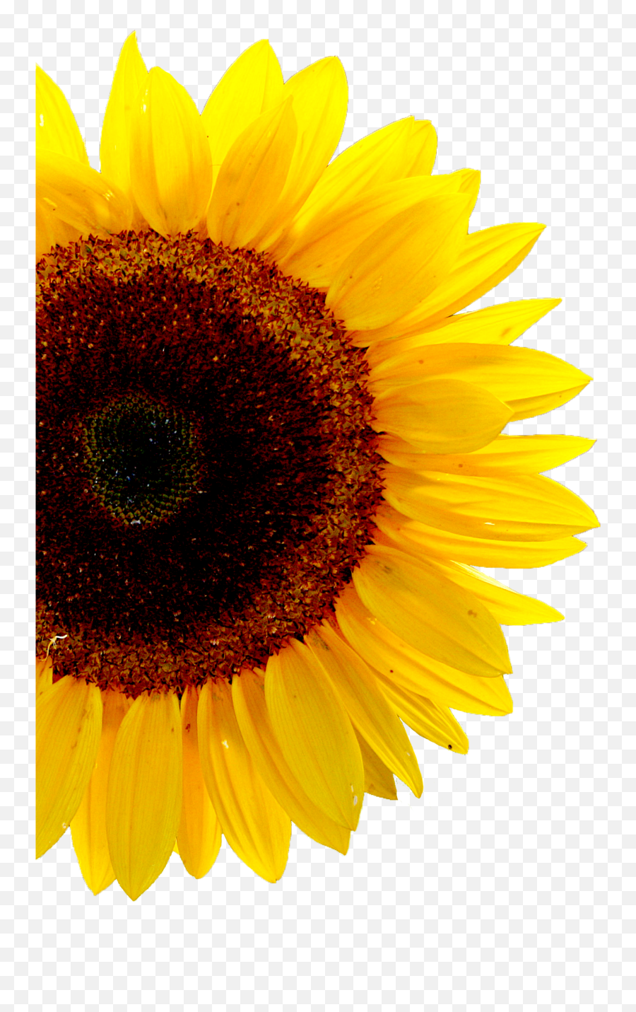 Because Who Isnu0027t Into Sunflowers Casetify Iphone Ootd Emoji,Iphone Sunflower Emoji Transparent