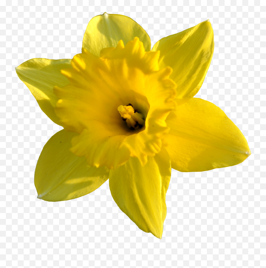 Daffodil Clip Art - Clipartsco Emoji,Emoticon Daffodif