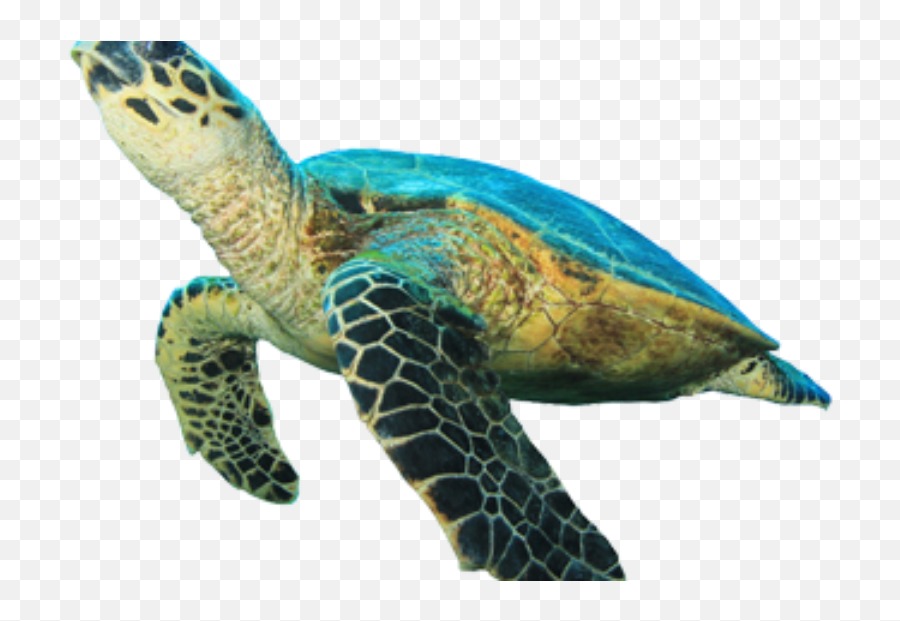 Sea Turtle Symbols Sea Turtle Exploration Emoji,Cold Turtle Emoticon