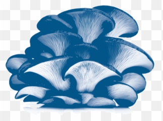 Instructions - Oyster Mushroom Kit Homegrown Mushroom Kits Emoji,Mushroom Emoji On Instagram