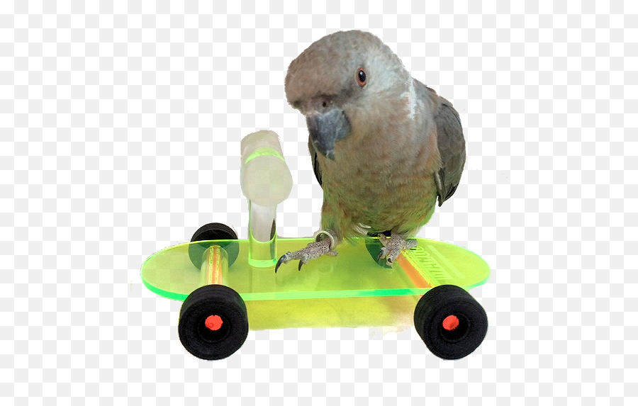 Parrot Tricks Ideas - Parrot Skateboard Emoji,Cockatiel Emotions