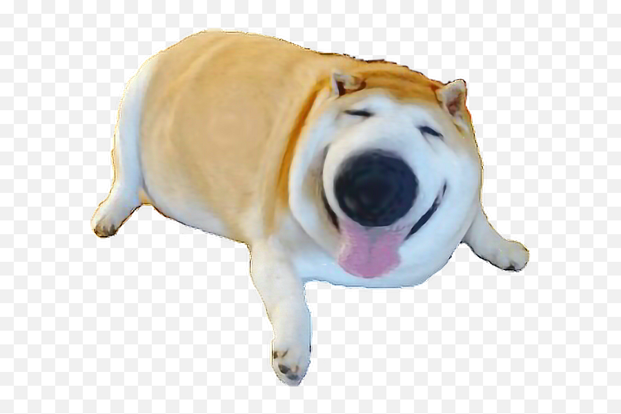 Shibe Thicccccc Shooberr Sticker By Robooooz - Soft Emoji,Shibe Emoji