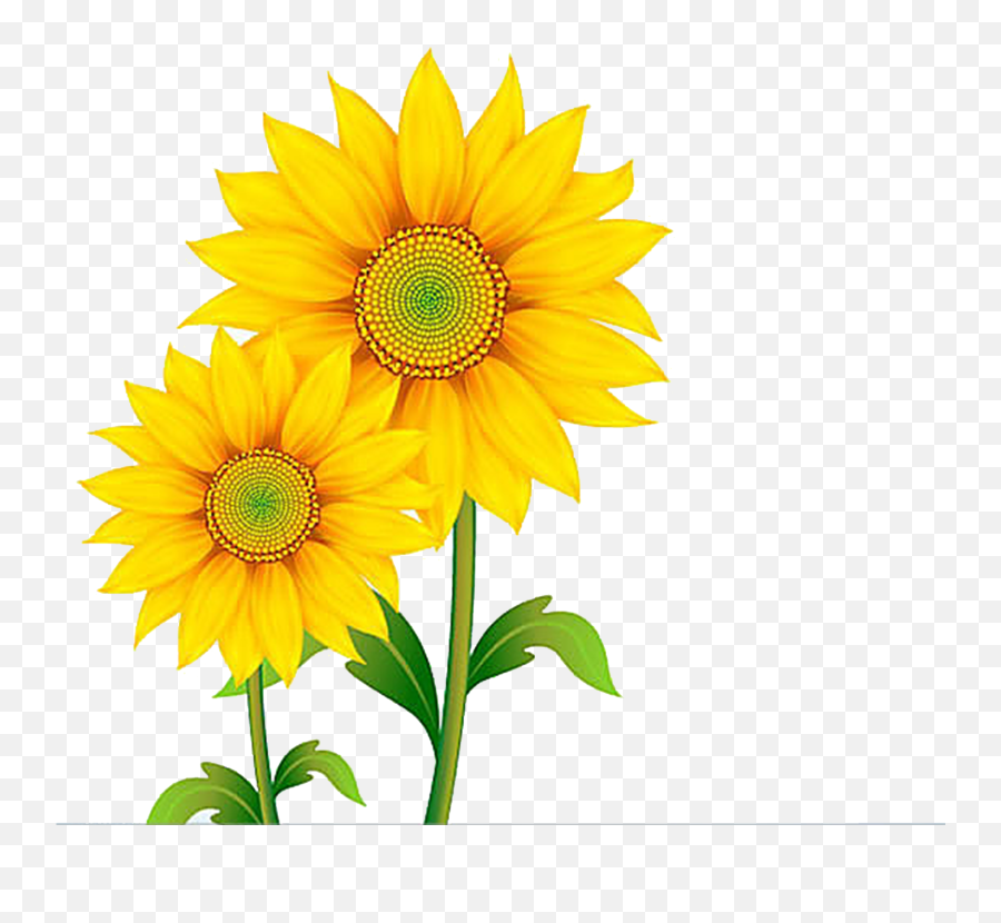 Daisies Clipart Sunflower Daisies Emoji,Sunflowers Emotion