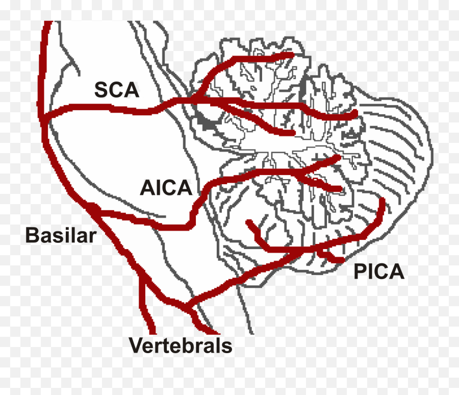 Locked - Cerebellar Blood Supply Emoji,9 Types Of Muscle Tension Caused By Trapped Emotions