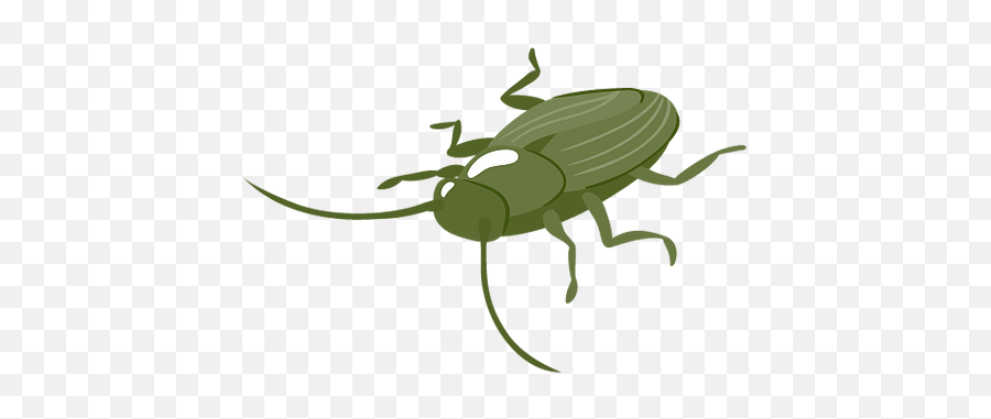 Sydney Pest Control Experts - Roedores E Insectos Png Emoji,Images Of Emojis Iritated