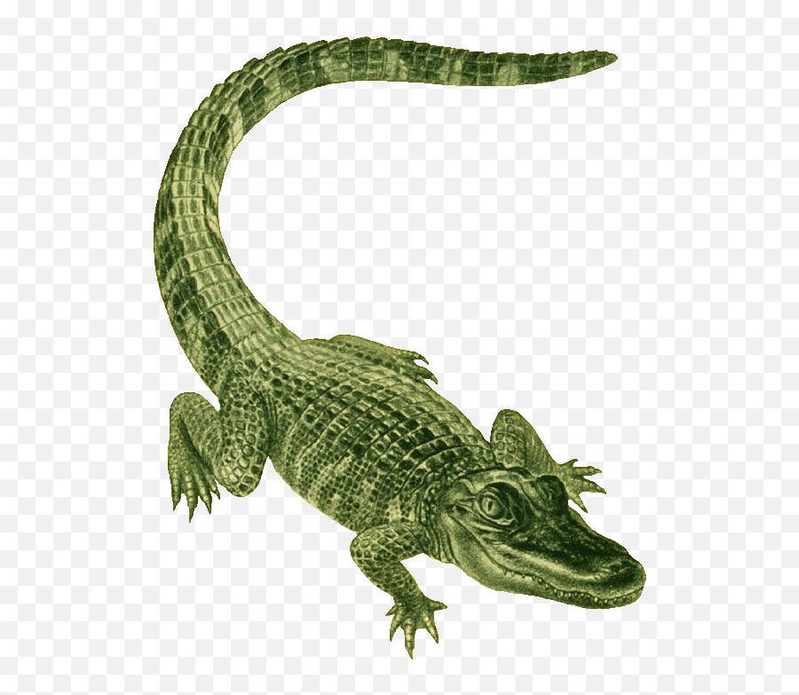 Crocodile 0 Images About Gators - Alligator Clip Art Emoji,Alligator Emoji