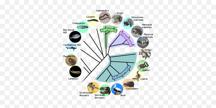 The Scientific Case Against Evolution U2013 It Takes A Lot Of Emoji,Lizard Face Of Emotion Based On Darwin