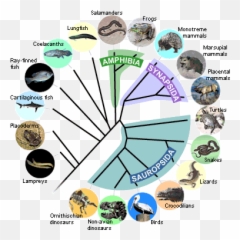 The Scientific Case Against Evolution U2013 It Takes A Lot Of Emoji,Lizard Face Of Emotion Based On Darwin