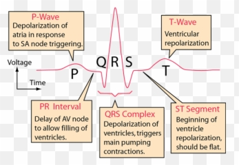 Electrocardiograms Emoji,Ecg Emotion Measure