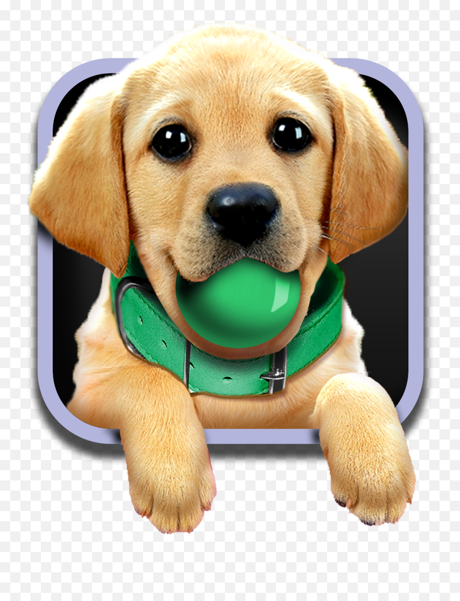 Puppies Tovertafel - Game Tover Emoji,Collar Emoji