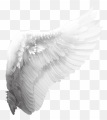 Angel Wing Psd Official Psds Emoji,Angel Wing Emoji