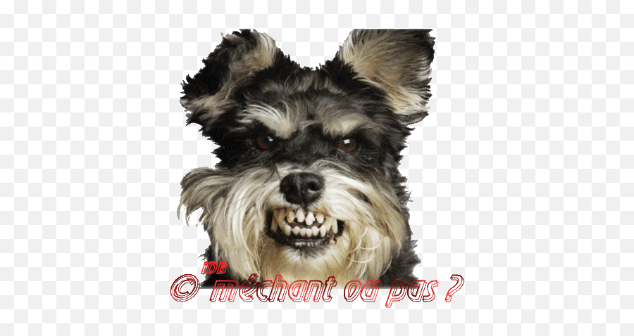 Top Pes 2013 Stickers For Android U0026 Ios Gfycat - Dare You Dog Meme Emoji,Dachshund Emoticon Iphone
