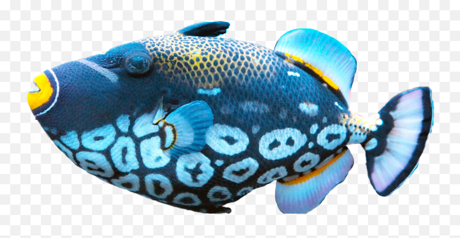 Blue Fish Sticker - Color Fish Images Png Emoji,Blue Fish Emoji