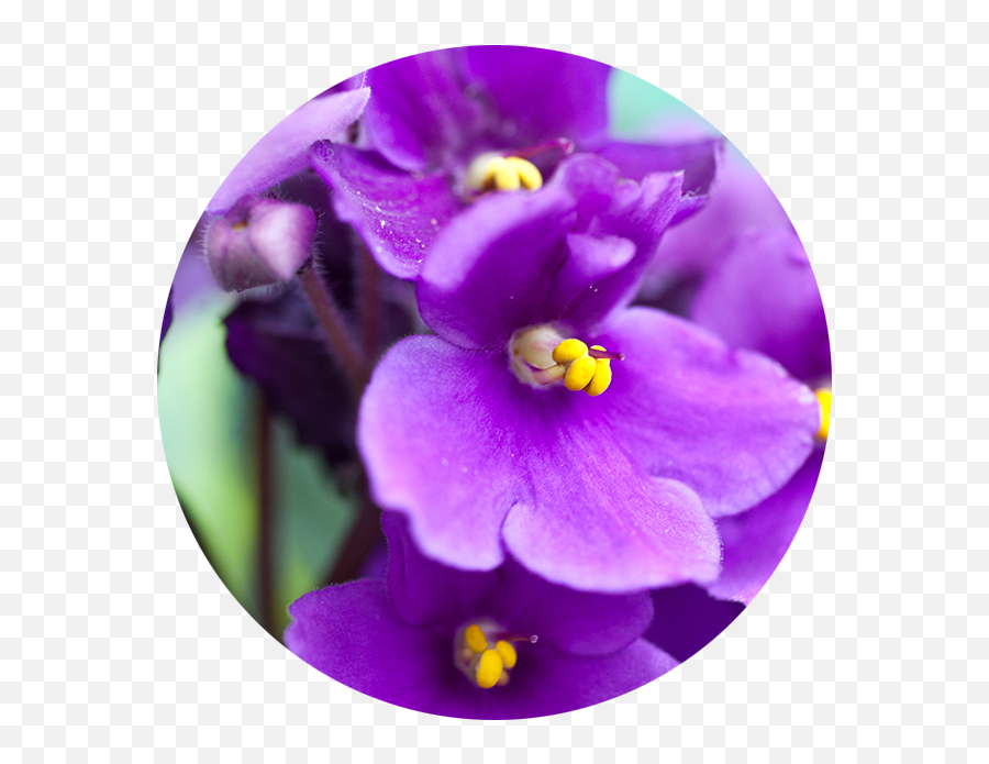 Birth Flowers And Their Meanings - Belvedere Flowers Of African Violet Cat Safe Emoji,Colour Symbolising A Mothers Emotion Mother