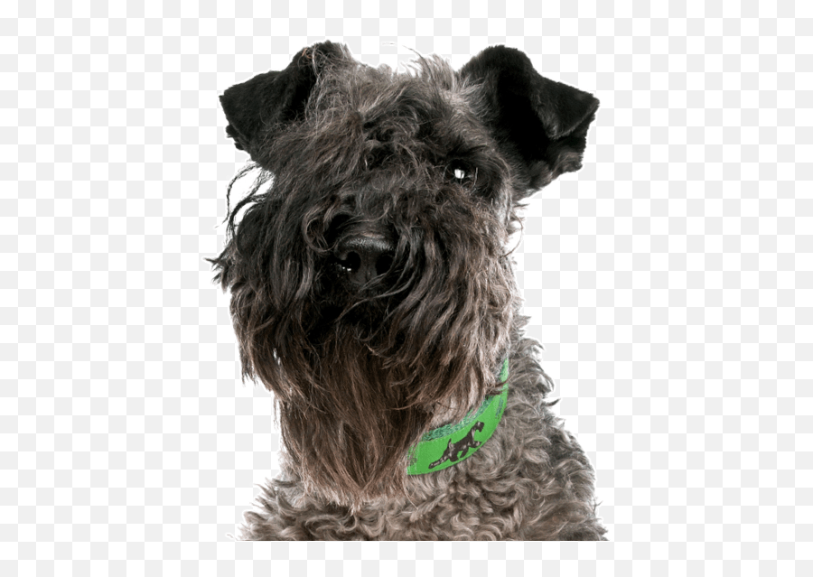 Kerry Blue Terrier Puppies For Sale - Pet Look Kerry Blue Terrier Emoji,Why My Scottish Terrier Doesn't Show Any Emotions