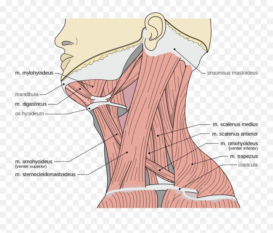 Spasmodic Torticollis - Neck Scalene Muscles Emoji,Repressed Female Emotion In Levator Scapulae