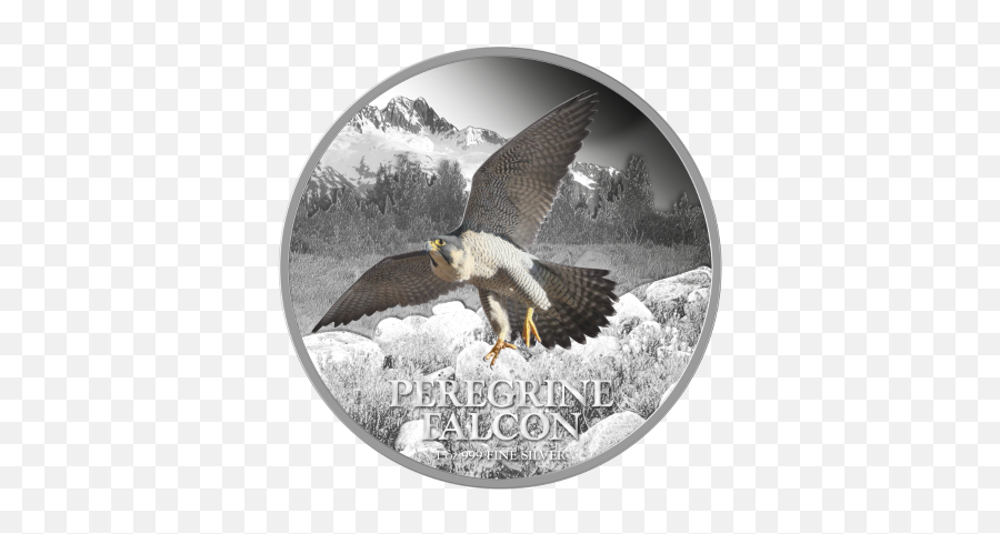 Birds Of Prey Peregrine Falcon - Falcon Emoji,Emotions Falcon