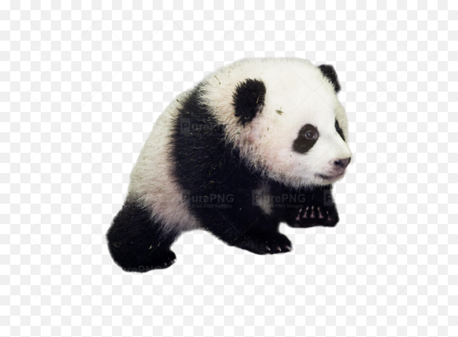 Download Download Transparent Panda Png Clipart Giant Panda Emoji,Free Emojis No Backrounds