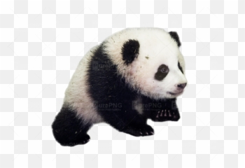 Download Download Transparent Panda Png Clipart Giant Panda Emoji,Free Emojis No Backrounds