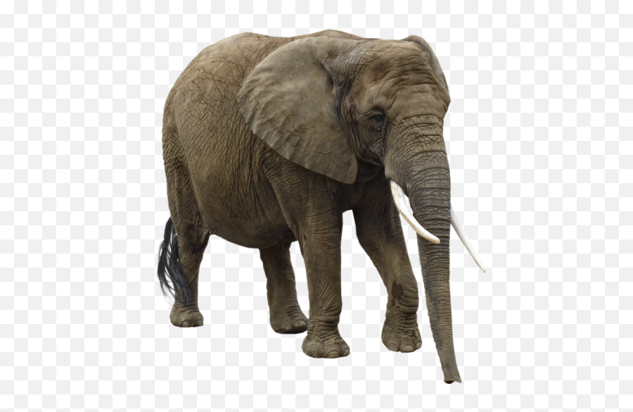 Elephant Full Size Png Images Download - Yourpngcom Emoji,Emojis Of Elephant