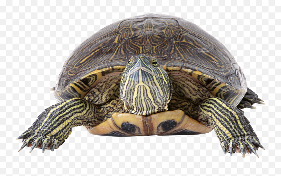 Turtle Png Emoji,Cold Turtle Emoticon