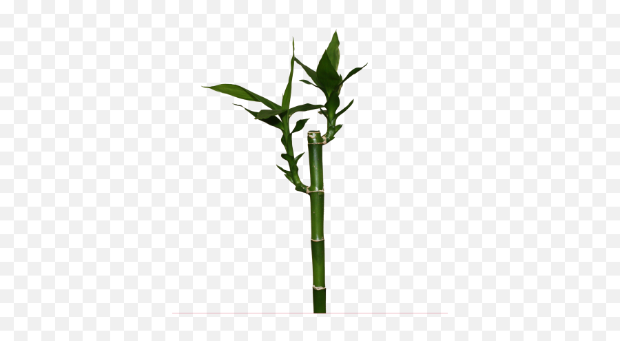 Green Long Stick Of Bamboo Trees Png Grass Chichewa Rapid Emoji,Bamboo With Red Emoji